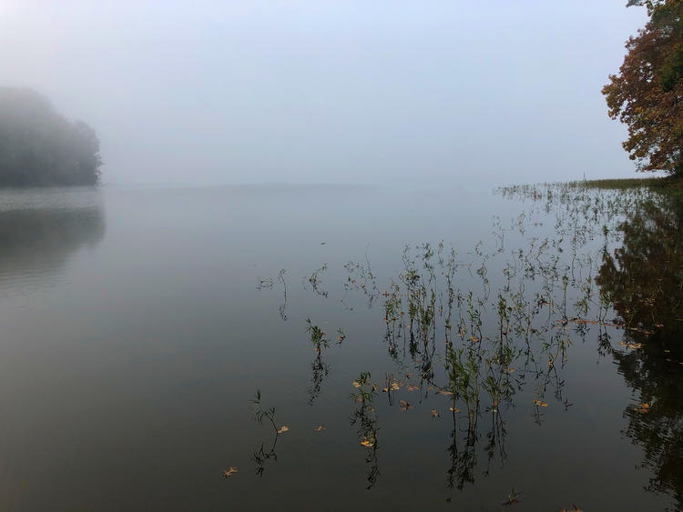 lake grasses poking through water with distant shoreline on the left and a closer shoreline on the right