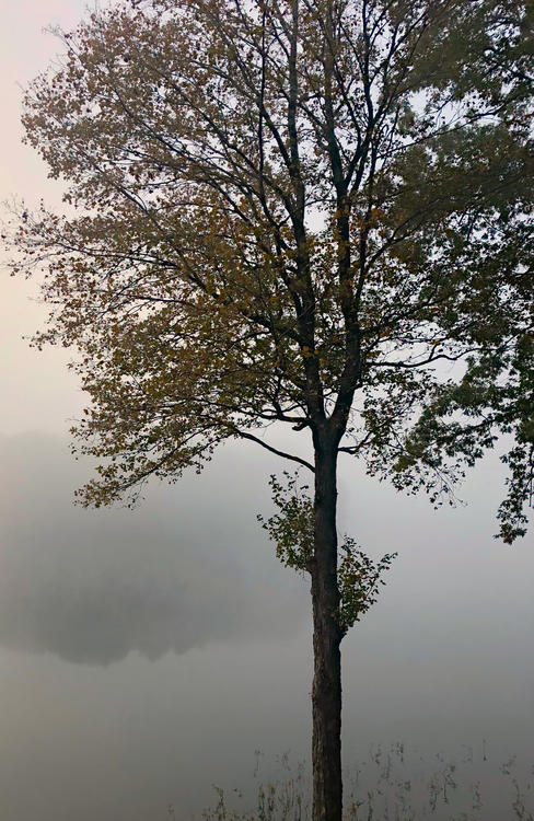 a tree backed by heavy fog over water with slight distant shoreline reflection visible